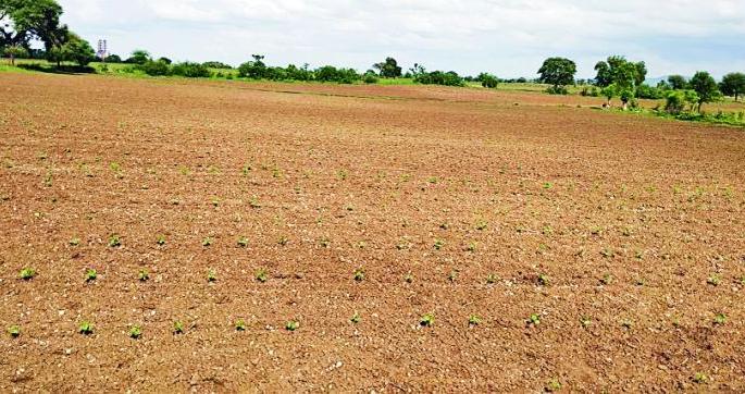 Rainbows, Risks to Crops | पावसाची दडी, पिकांना धोका