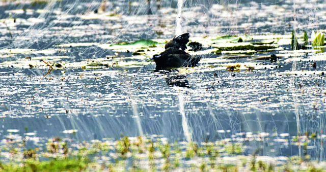 Four lapses trapped in the trap; | जाळ्यात अडकून चार कमलपक्ष्यांचा मृत्यू Four lapses trapped in the trap; | जाळ्यात अडकून चार कमलपक्ष्यांचा मृत्यू