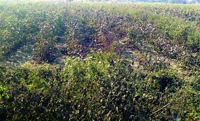 Due to the dust on the road, cotton black | रस्त्यावरील धुळीमुळे कापूस काळवंडला Due to the dust on the road, cotton black | रस्त्यावरील धुळीमुळे कापूस काळवंडला