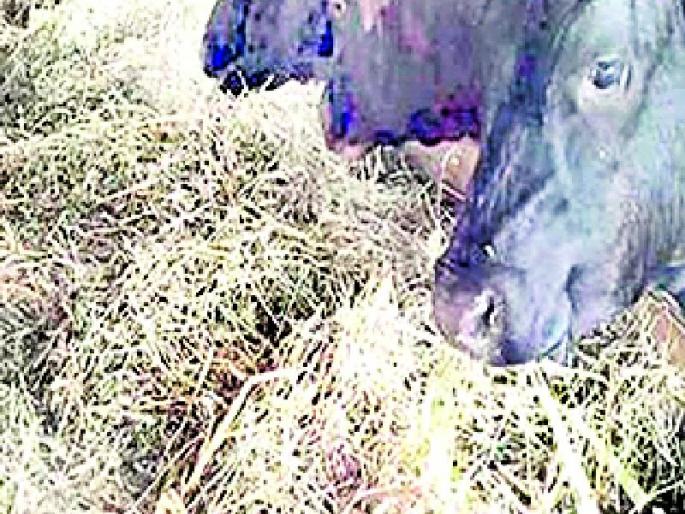 The farmers' budget collapsed because of shortage of fodder | चारा टंचाईमुळे शेतकऱ्यांचे बजेट कोलमडले The farmers' budget collapsed because of shortage of fodder | चारा टंचाईमुळे शेतकऱ्यांचे बजेट कोलमडले