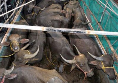 27 buffaloes rescued from truck | ट्रकमध्ये कोंबलेल्या २७ म्हशींची सुटका 27 buffaloes rescued from truck | ट्रकमध्ये कोंबलेल्या २७ म्हशींची सुटका