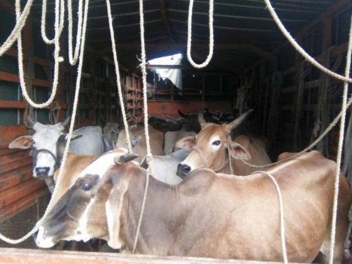Livelihood of 19 animals in Dhundali Chandtara Chowk | धुळ्यातील चांदतारा चौकातून १९ जनावरांना जीवदान Livelihood of 19 animals in Dhundali Chandtara Chowk | धुळ्यातील चांदतारा चौकातून १९ जनावरांना जीवदान