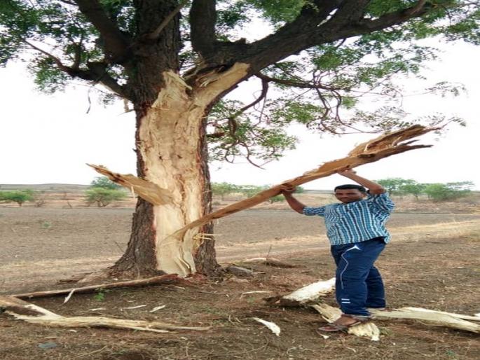 Lightning collapsed on lemon tree, survivor survived | लिंबाच्या झाडावर वीज कोसळली, जीवितहानी टळली Lightning collapsed on lemon tree, survivor survived | लिंबाच्या झाडावर वीज कोसळली, जीवितहानी टळली