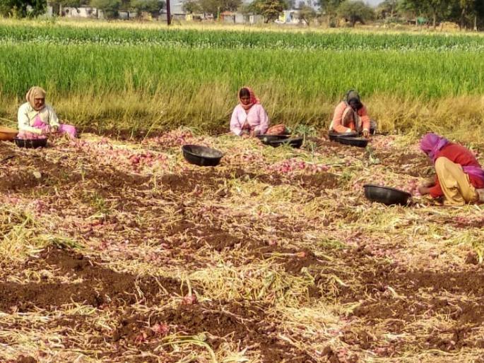 Onion Harvest Worker | कांदा काढणीसाठी मिळेना मजूर