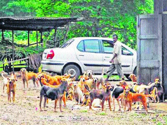 Action in eight months: Dismissal Surgery on 5,000 Thousand Dogs | आठ महिन्यांत कार्यवाही : खरकटे न टाकण्याचे आवाहन पाच हजार श्वानांवर निर्बीजीकरण शस्त्रक्रिया Action in eight months: Dismissal Surgery on 5,000 Thousand Dogs | आठ महिन्यांत कार्यवाही : खरकटे न टाकण्याचे आवाहन पाच हजार श्वानांवर निर्बीजीकरण शस्त्रक्रिया