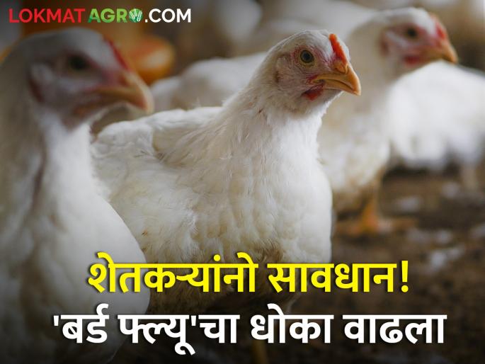 poultry Farmers beware bird flue entry in state maharashtra nagpur 8 thousand chicken died | शेतकऱ्यांनो सावधान! 'बर्ड फ्लू'ची राज्यात एंट्री; कुक्कुटपालनासाठी धोका poultry Farmers beware bird flue entry in state maharashtra nagpur 8 thousand chicken died | शेतकऱ्यांनो सावधान! 'बर्ड फ्लू'ची राज्यात एंट्री; कुक्कुटपालनासाठी धोका