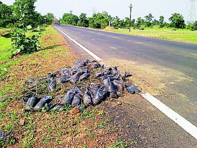 Hundreds of sheds lying around the road | रस्त्याच्या कडेला फेकले शेकडो रोपटे