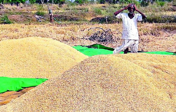 Due to lack of adequate barbecue, the rice fields fall into the fields | पुरेशा बारदान्याअभावी धान शेतात पडून Due to lack of adequate barbecue, the rice fields fall into the fields | पुरेशा बारदान्याअभावी धान शेतात पडून