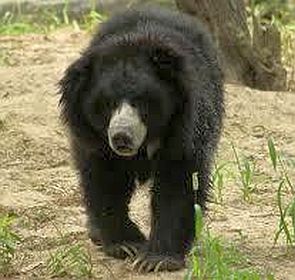 wild animals roaming around villages in search of water | गडचिरोली जिल्ह्यातील देसाईगंजमध्ये अस्वलाचा धुमाकूळ wild animals roaming around villages in search of water | गडचिरोली जिल्ह्यातील देसाईगंजमध्ये अस्वलाचा धुमाकूळ