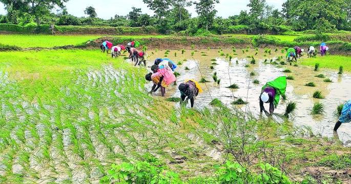 Paddy cultivation completed on six thousand hectares | सहा हजार हेक्टरवर धान राेवणी पूर्ण Paddy cultivation completed on six thousand hectares | सहा हजार हेक्टरवर धान राेवणी पूर्ण