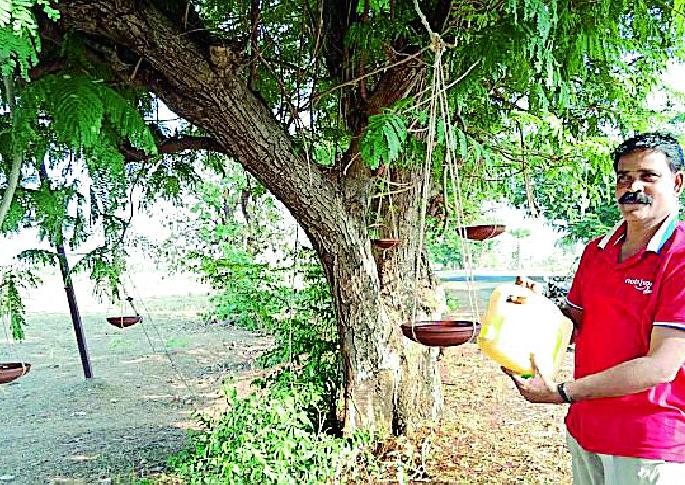 Convenience of trees is done on the tree | झाडावरच दाणापाण्याची केली सोय
