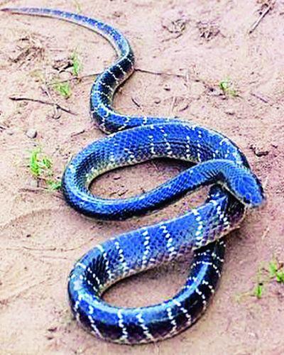 The snake can be avoided by alertness | सतर्कतेने टाळता येईल सर्पदंश