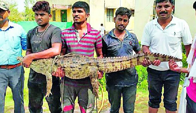 After all, the success of capturing a crocodile | अखेर मगराला पकडण्यात यश After all, the success of capturing a crocodile | अखेर मगराला पकडण्यात यश