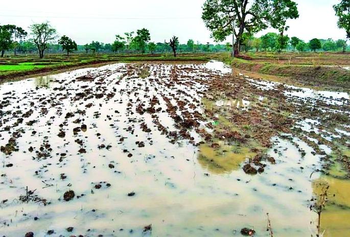 Difficulties in paddy sowing due to continuous rains | सततच्या पावसामुळे धान पेरणीच्या कामात वाढल्या अडचणी Difficulties in paddy sowing due to continuous rains | सततच्या पावसामुळे धान पेरणीच्या कामात वाढल्या अडचणी