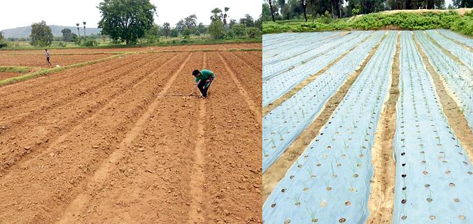 Paddy rosin through plastic molding at Gerra | गेर्रा येथे प्लास्टिक मलचिंगद्वारे धान रोवणी