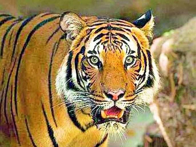 A tiger attacks Isma in the forest near Bodali | बोदलीजवळच्या जंगलात वाघाचा इसमावर जबर हल्ला A tiger attacks Isma in the forest near Bodali | बोदलीजवळच्या जंगलात वाघाचा इसमावर जबर हल्ला