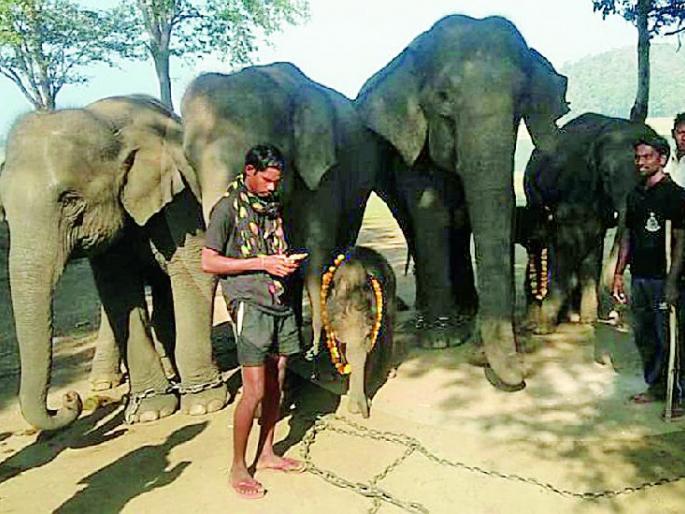 Another elephant in the Elephant camp in Kamalpur | कमलापूरच्या हत्ती कॅम्पमध्ये आणखी एका हत्तीची भर Another elephant in the Elephant camp in Kamalpur | कमलापूरच्या हत्ती कॅम्पमध्ये आणखी एका हत्तीची भर