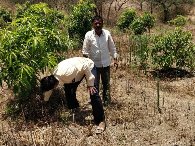 To prevent orchards in the drought situation, | दुष्काळी स्थितीत फळबागा वाचवण्यासाठी कृषी विभागाकडून उपायययोजना सुरू To prevent orchards in the drought situation, | दुष्काळी स्थितीत फळबागा वाचवण्यासाठी कृषी विभागाकडून उपायययोजना सुरू