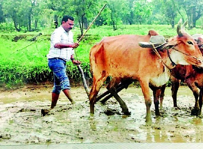 Agriculture Department Farmers Build | कृषी विभाग शेतकऱ्यांच्या बांधावर Agriculture Department Farmers Build | कृषी विभाग शेतकऱ्यांच्या बांधावर