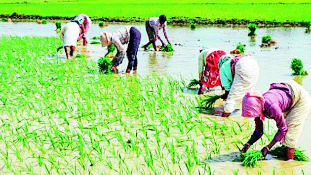 ‘You don't even get oil for such a wage, sir! ' | ‘एवढ्या मजुरीत तेलही मिळत नाही साहेब !’ ‘You don't even get oil for such a wage, sir! ' | ‘एवढ्या मजुरीत तेलही मिळत नाही साहेब !’
