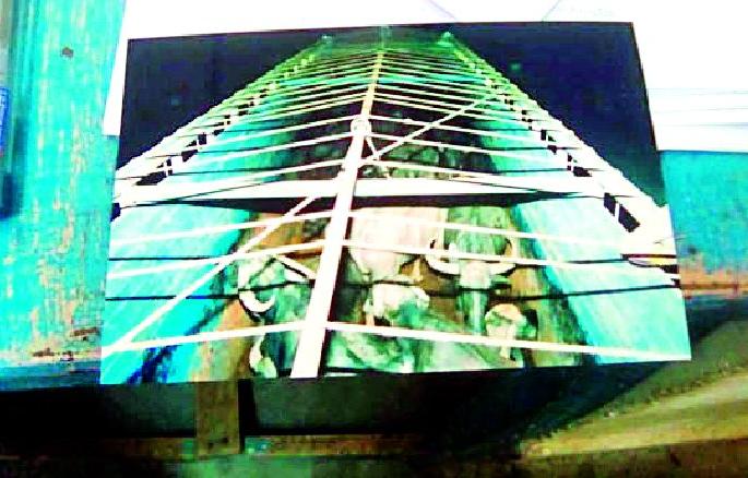 34 rescued animals in slaughter house | कत्तलखान्यात जाणाऱ्या ३४ जनावरांची सुटका