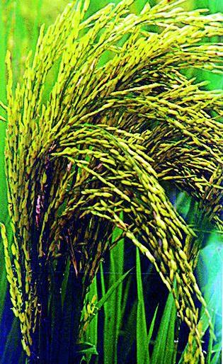 Rabbi crop in 200 hectare area of taluka | तालुक्यात २०० हेक्टर क्षेत्रात रब्बी पीक Rabbi crop in 200 hectare area of taluka | तालुक्यात २०० हेक्टर क्षेत्रात रब्बी पीक