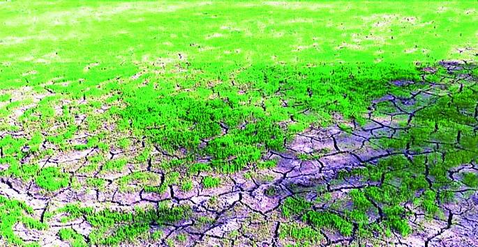 Due to the sowing crisis of farmers | शेतकऱ्यांवर दुबार पेरणीचे संकट