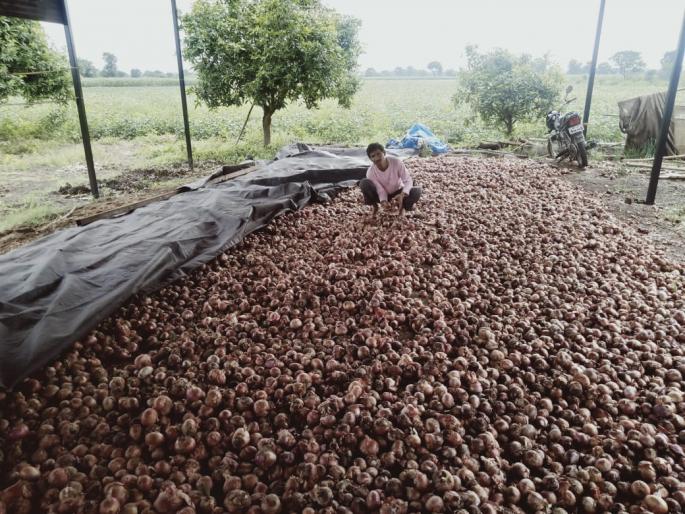 Summer onion is no longer available, export ban game as soon as prices go up | उन्हाळ कांद्याचा आता बसेना मेळ, भाव वाढताच निर्यातबंदीचा खेळ Summer onion is no longer available, export ban game as soon as prices go up | उन्हाळ कांद्याचा आता बसेना मेळ, भाव वाढताच निर्यातबंदीचा खेळ