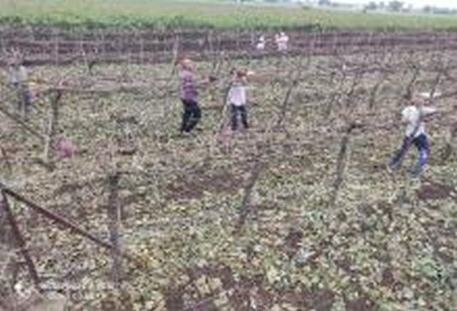 Putting aside the grief of two seasons, the grape grower started working | दोन हंगामांचे दुःख बाजूला ठेवून द्राक्ष उत्पादक लागला कामाला Putting aside the grief of two seasons, the grape grower started working | दोन हंगामांचे दुःख बाजूला ठेवून द्राक्ष उत्पादक लागला कामाला