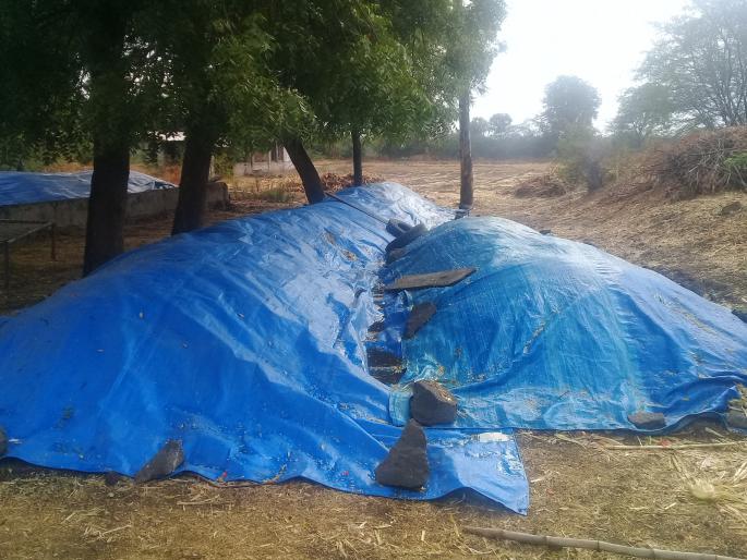 Farmers worried due to unseasonal rains | बेमोसमी पावसामुळे शेतकरी चिंताग्रस्त Farmers worried due to unseasonal rains | बेमोसमी पावसामुळे शेतकरी चिंताग्रस्त