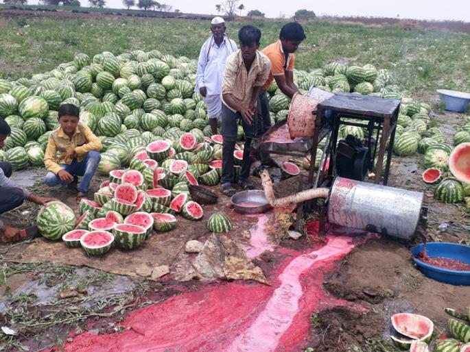 High-educated youth seeks employment in farming | उच्चशिक्षित युवकाने शोधला शेतीत रोजगार High-educated youth seeks employment in farming | उच्चशिक्षित युवकाने शोधला शेतीत रोजगार