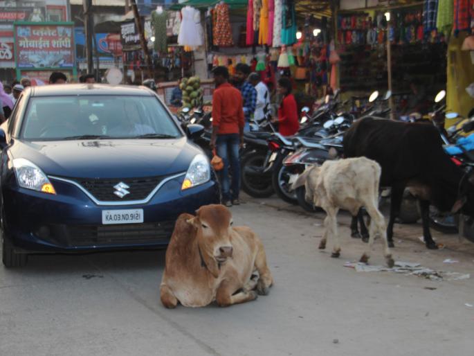 Action on drivers; Streets of Mokat Animals | चालकांवर कारवाई; मोकाट जनावरांचे रस्त्यावर ठाण