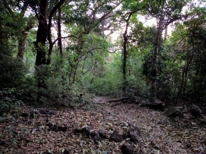 There was a decrease in forest cover of Nashik | नाशिकच्या वनाच्छादनात होते घट There was a decrease in forest cover of Nashik | नाशिकच्या वनाच्छादनात होते घट