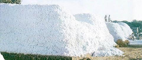 Farmers will burn a handful of cotton in front of their houses | शेतकरी आपल्या घरासमोर जाळणार मूठभर कापूस, २२ मेला आंदोलन Farmers will burn a handful of cotton in front of their houses | शेतकरी आपल्या घरासमोर जाळणार मूठभर कापूस, २२ मेला आंदोलन