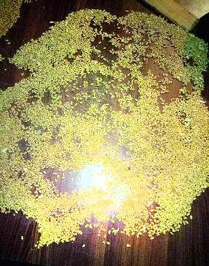 Urea found in wheat gran shop | दानोळी धान्य दुकानात गव्हामध्ये आढळला युरिया Urea found in wheat gran shop | दानोळी धान्य दुकानात गव्हामध्ये आढळला युरिया