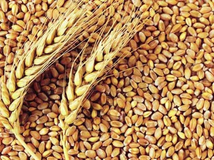 Rotten wheat in Kolhapur for ration | रेशनसाठी कोल्हापुरात निकृष्ट गहू Rotten wheat in Kolhapur for ration | रेशनसाठी कोल्हापुरात निकृष्ट गहू