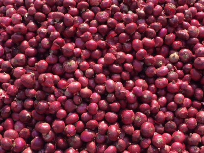 Onion prices fell by Rs 200 | कांदा भावात २०० रूपयांची घसरण Onion prices fell by Rs 200 | कांदा भावात २०० रूपयांची घसरण
