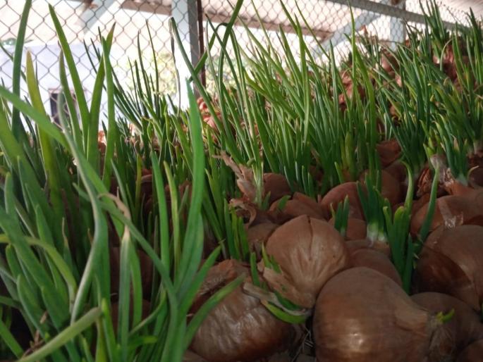 Pimpalgaon Onion | पिंपळगावी कांद्याला फुटले कोंब Pimpalgaon Onion | पिंपळगावी कांद्याला फुटले कोंब