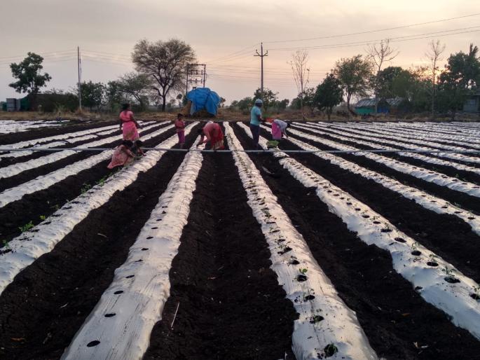  Farmers worry because of tomato sapling | टोमॅटोची रोपटे जळू लागल्याने शेतकरी चिंतेत