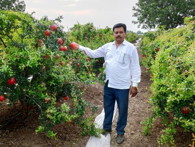 Guruji also engaged in farming and got a yield of 1 lakh per acre | गुरूजीही शेतीत रमले अन् ११ एकरात ७२ लाखांचे उत्पन्न मिळविले
