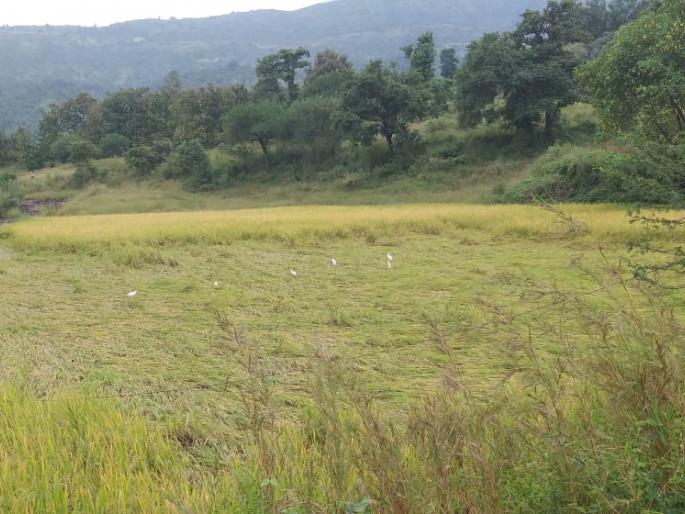 Rice growers worried over unseasonal rains | अवकाळी पावसामुळे भात उत्पादक चिंतित Rice growers worried over unseasonal rains | अवकाळी पावसामुळे भात उत्पादक चिंतित