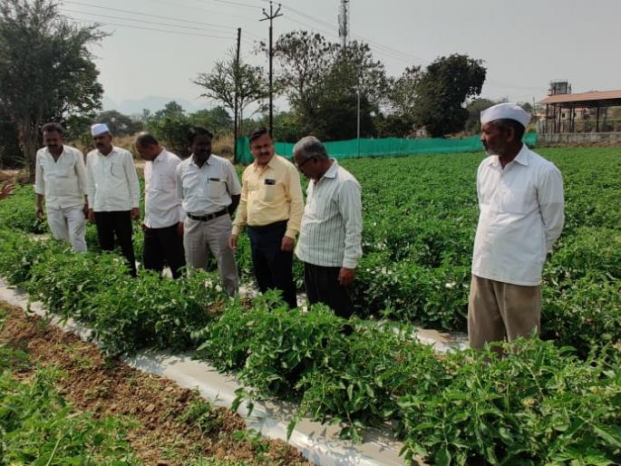 Agriculture officials inspect the crop going to the dam | कृषी अधिकाऱ्यांकडून बांधावर जात पिकाची पाहणी Agriculture officials inspect the crop going to the dam | कृषी अधिकाऱ्यांकडून बांधावर जात पिकाची पाहणी