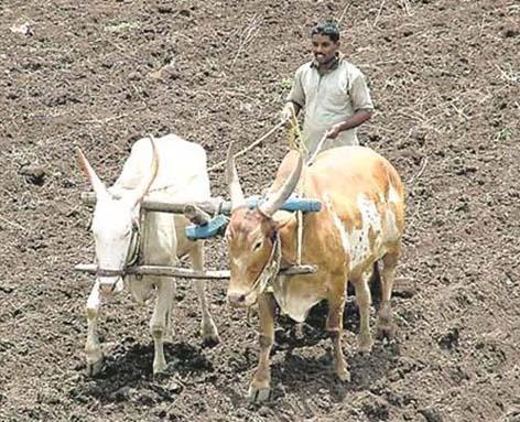 Farmer accident insurance benefits only five farmers: | शेतकरी अपघात विम्याचा लाभ केवळ पाच शेतक:यांना Farmer accident insurance benefits only five farmers: | शेतकरी अपघात विम्याचा लाभ केवळ पाच शेतक:यांना