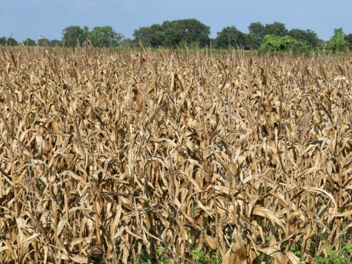 Three crore proposal to the government for premature loss | अवकाळीतील नुकसानीसाठी शासनाकडे तीन कोटींचा प्रस्ताव Three crore proposal to the government for premature loss | अवकाळीतील नुकसानीसाठी शासनाकडे तीन कोटींचा प्रस्ताव