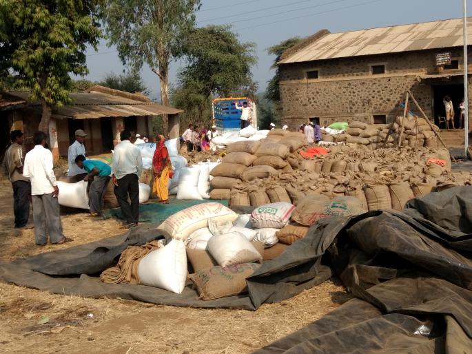 Tribal farmers were sued in the sweet | आदिवासी शेतकऱ्यांची संक्र ात झाली गोड Tribal farmers were sued in the sweet | आदिवासी शेतकऱ्यांची संक्र ात झाली गोड