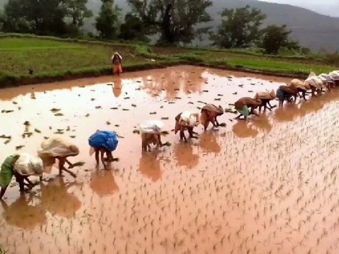 Satara: Surya of Bhalari on the streets of Kas, Paddy plantation accelerates | सातारा : कासच्या डोंगरमाथ्यावर भलरीचा सूर, भात लावणी वेगात Satara: Surya of Bhalari on the streets of Kas, Paddy plantation accelerates | सातारा : कासच्या डोंगरमाथ्यावर भलरीचा सूर, भात लावणी वेगात
