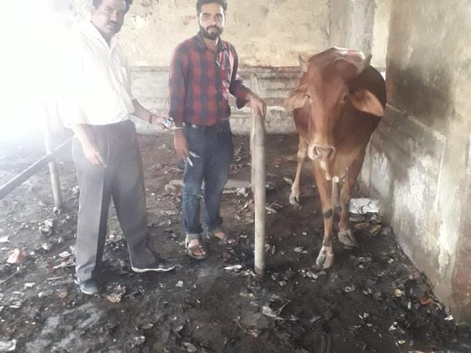 Livestock Guy Due to Newspaper Dealers | वृत्तपत्र विक्रेत्यामुळे गाईला जीवदान Livestock Guy Due to Newspaper Dealers | वृत्तपत्र विक्रेत्यामुळे गाईला जीवदान