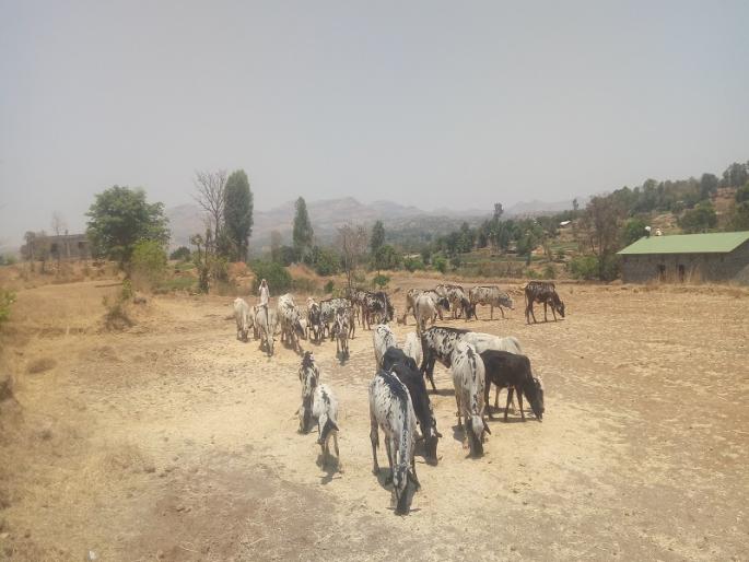 animals prefer | आदिवासींची डांगी जनावरांनाच पसंती animals prefer | आदिवासींची डांगी जनावरांनाच पसंती