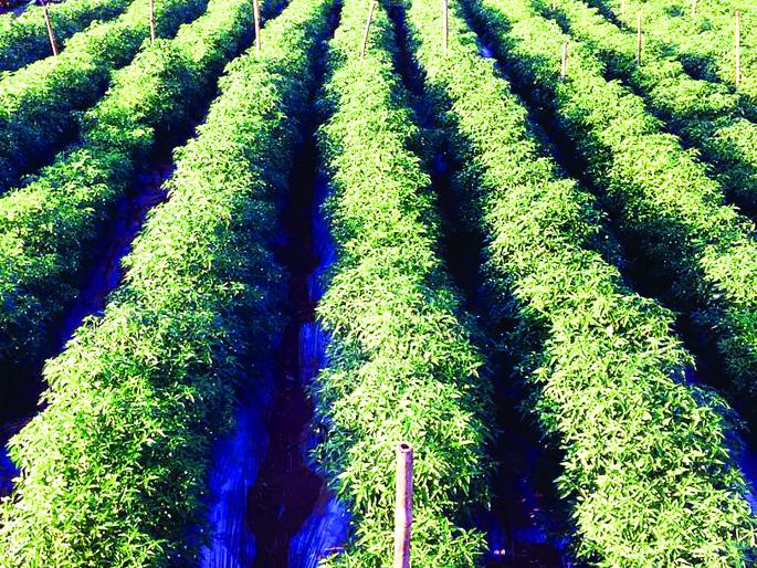 Ratnagiri: Planting of pepper in the three acres of land at Malgunda | रत्नागिरी : मालगुंड येथे साडेतीन एकर जागेवर मिरचीची लागवड