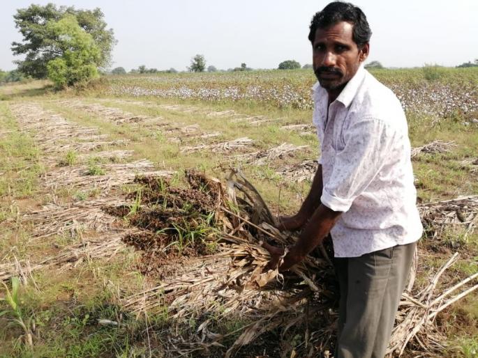 The dream of a good season was 'broken' by time | चांगल्या हंगामाचे स्वप्न ‘अवकाळी’ने भंगले The dream of a good season was 'broken' by time | चांगल्या हंगामाचे स्वप्न ‘अवकाळी’ने भंगले